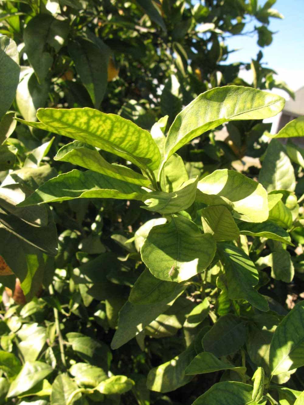            Sun leaves (Winter Haven, FL)   